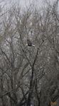 Soaring Eagle